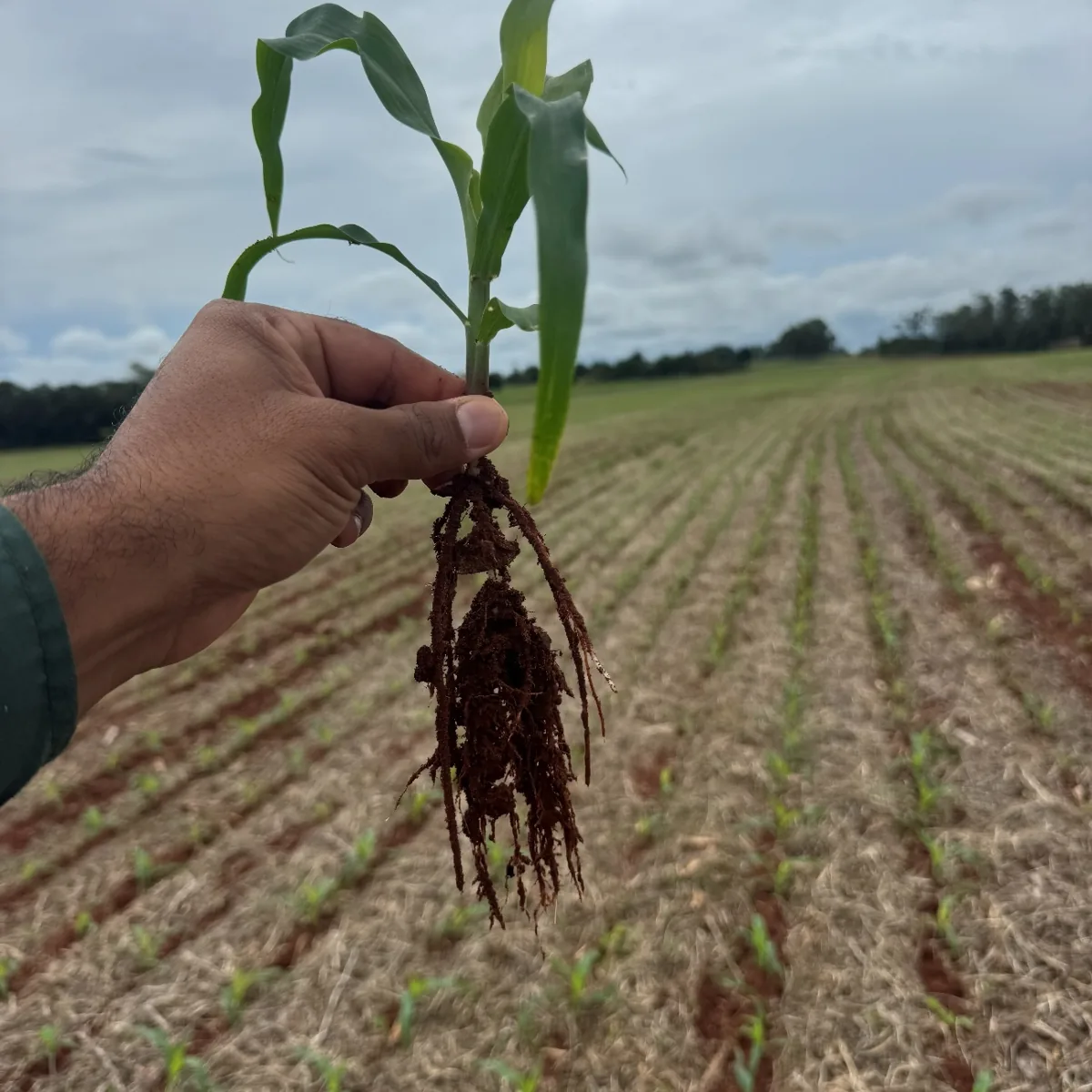 Trabalho de campo Brasil Raiz
