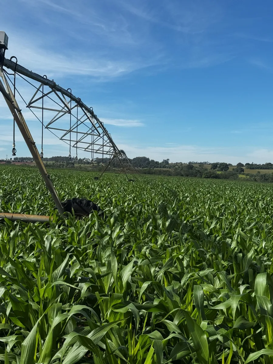 Trabalho de campo Brasil Raiz
